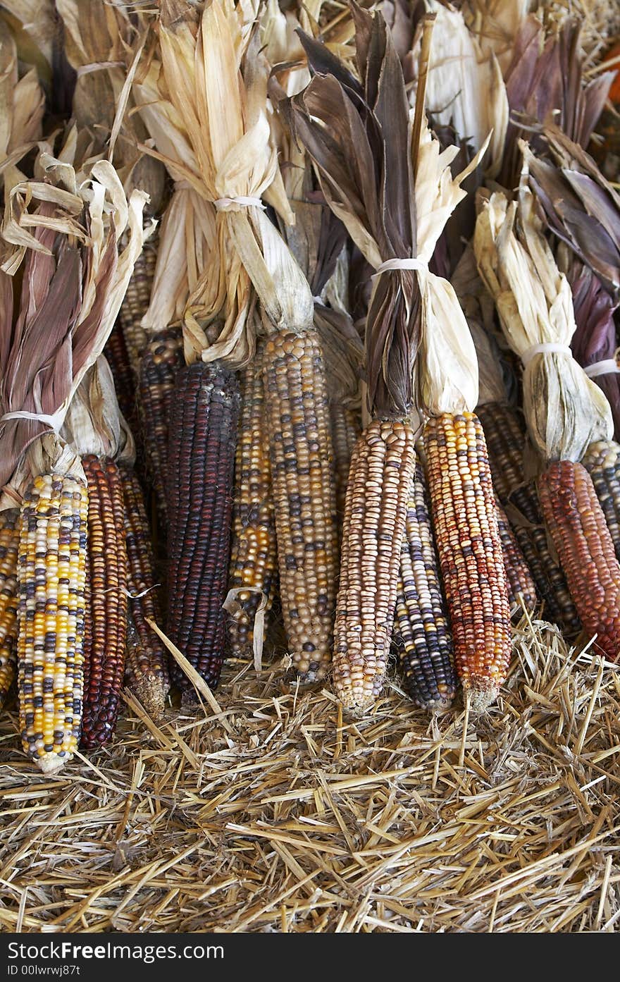 Autumn corn in a row on straw bed