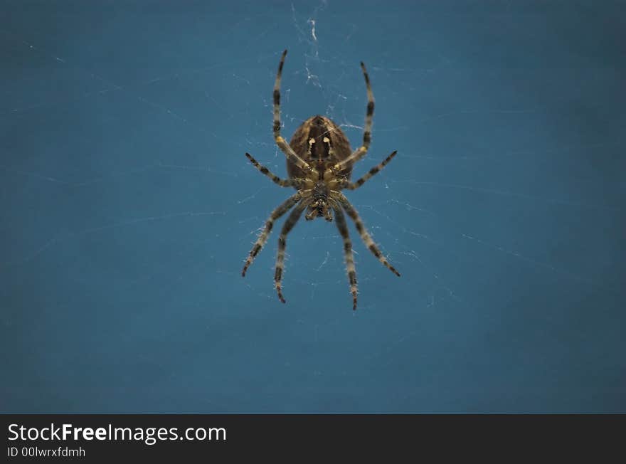 Cross spider with blue background - macro shot