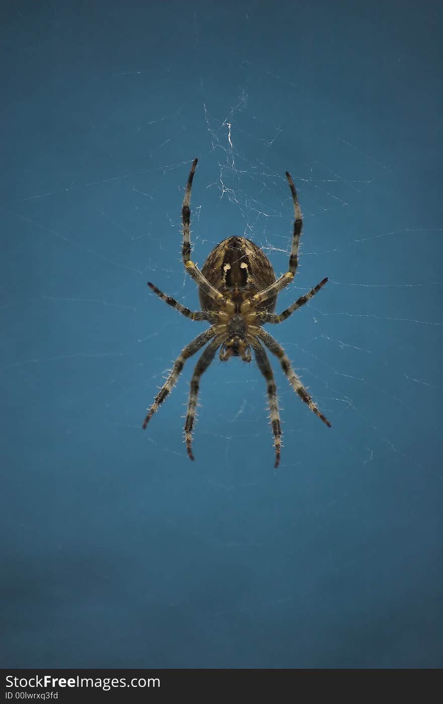 Cross spider with blue background - macro shot