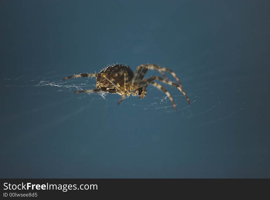 Cross spider with blue background - macro shot