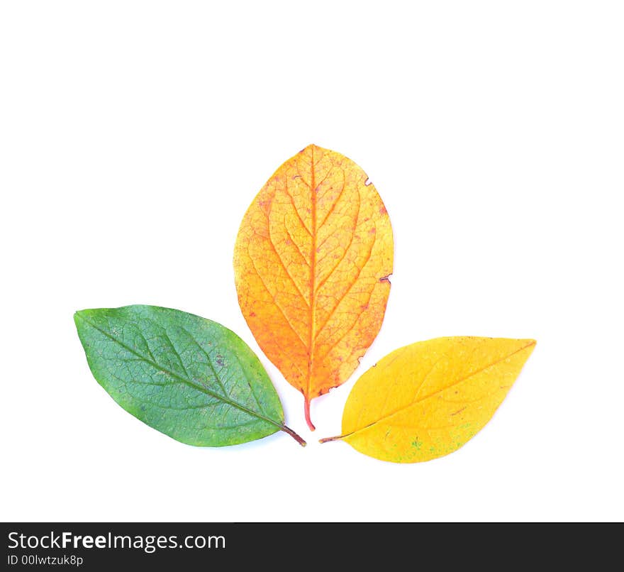 Three leaves of different colors composition