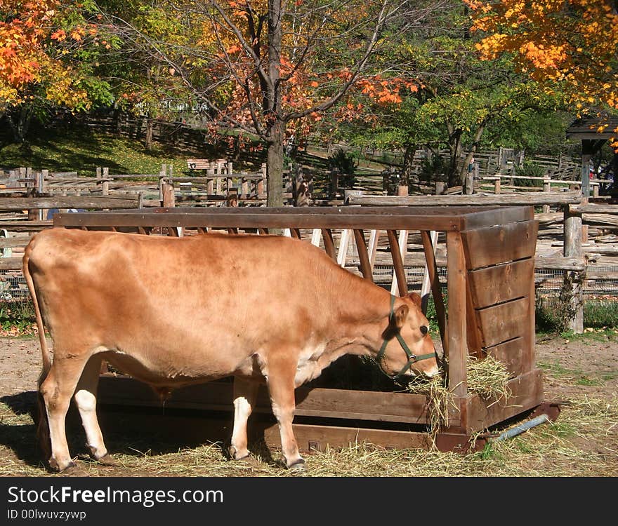 A brown cow eating from a trough on an autumn day. A brown cow eating from a trough on an autumn day