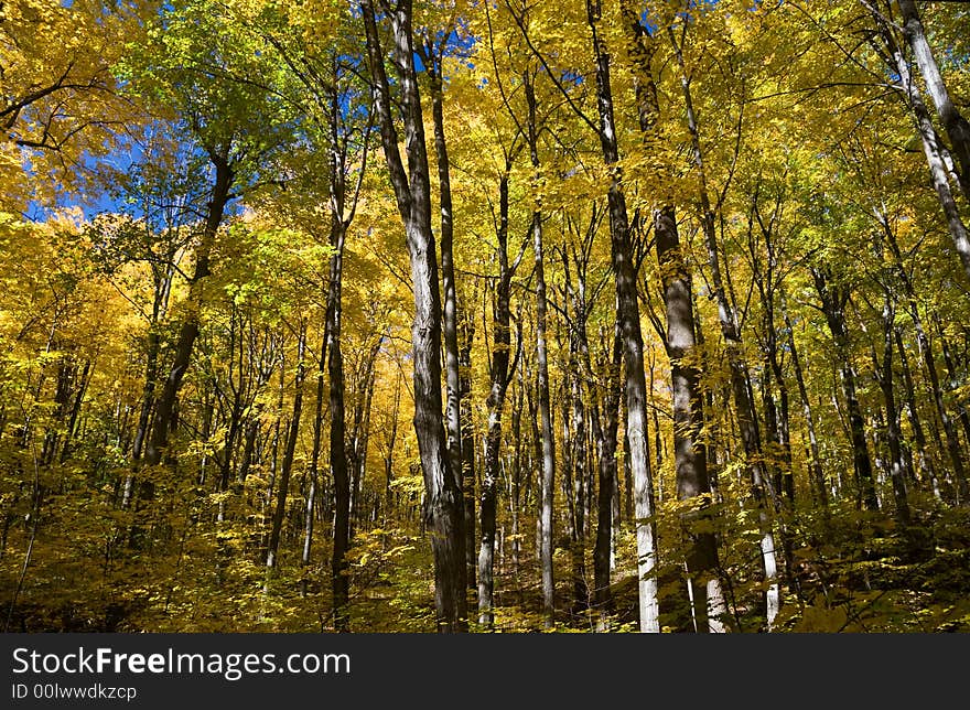 Canopy of a Maple forest in Autumn. Canopy of a Maple forest in Autumn