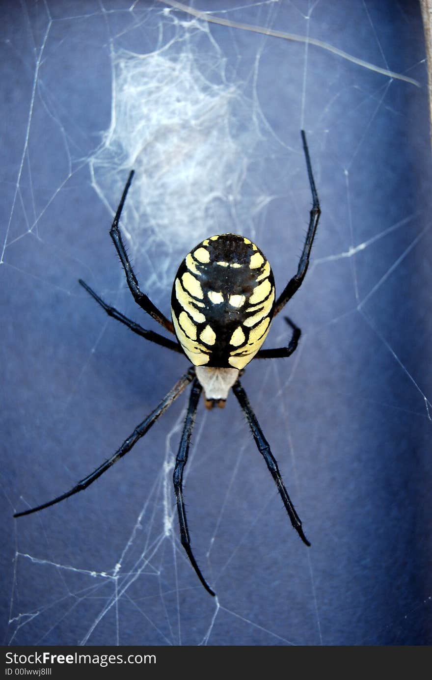 Orb weaver black background