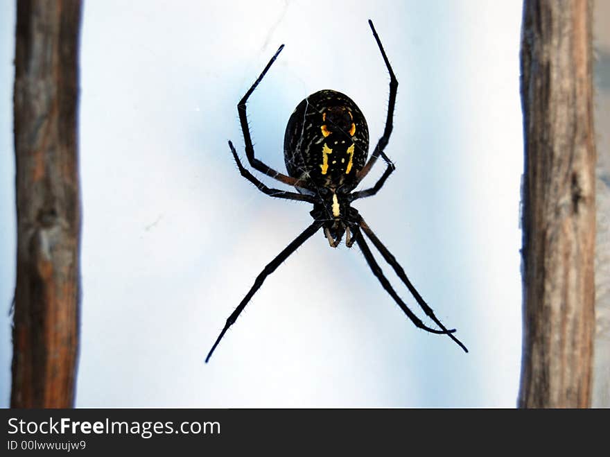 Orb weaver on white web