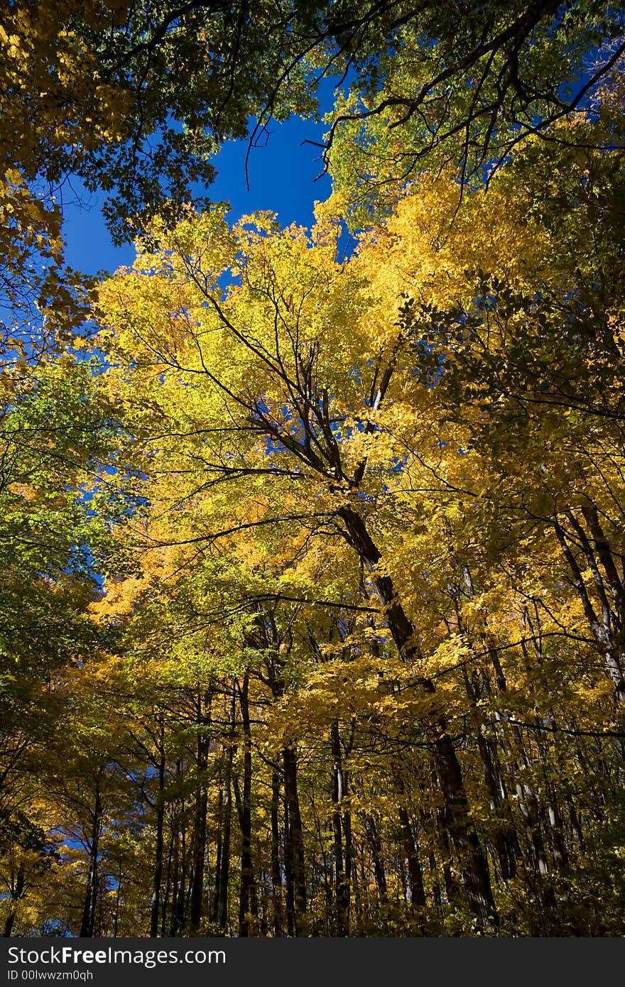 Canopy of a Maple forest in Autumn. Canopy of a Maple forest in Autumn