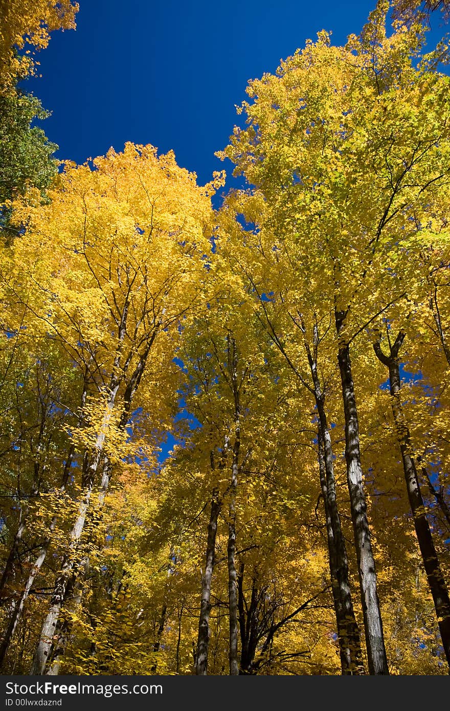 Canopy of a Maple forest in Autumn. Canopy of a Maple forest in Autumn