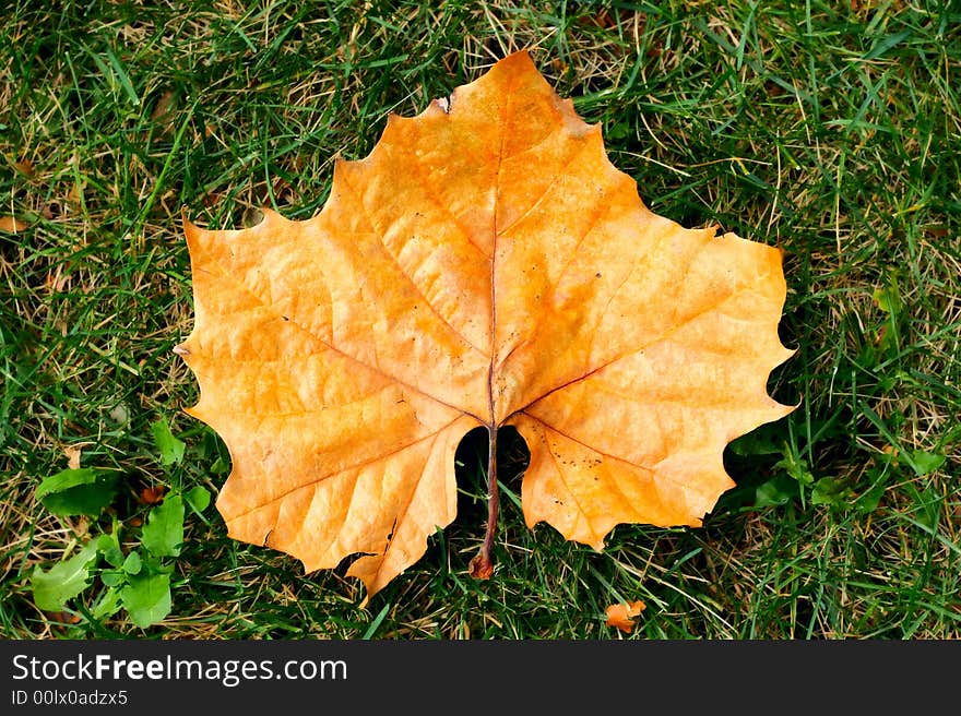 Yellow autumn leaf. Over green grass