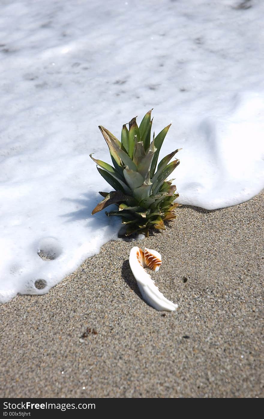 Pineapple On Beach With Shell