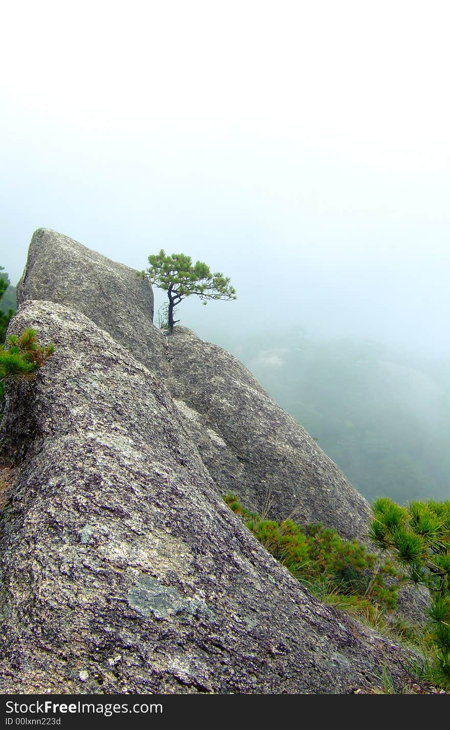 Tree on Cliff