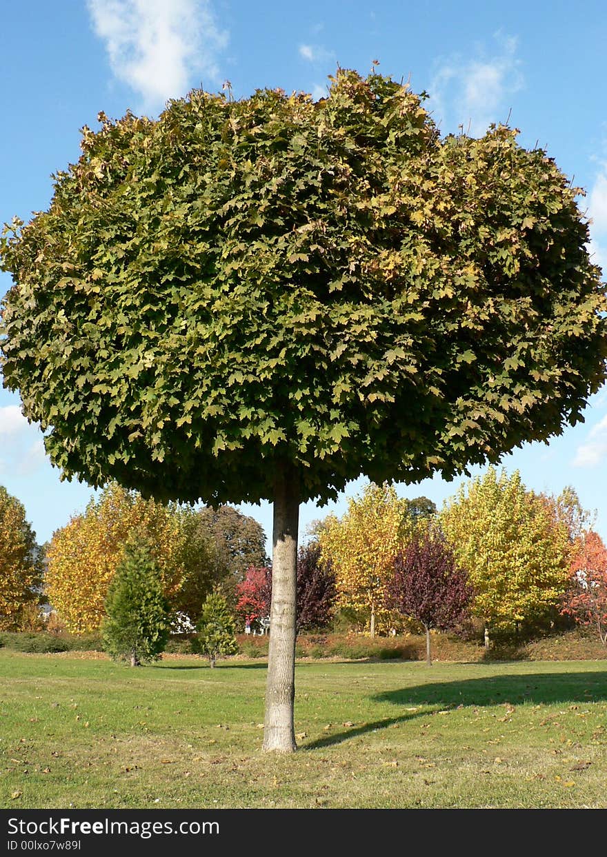 Alone standing tree in the park