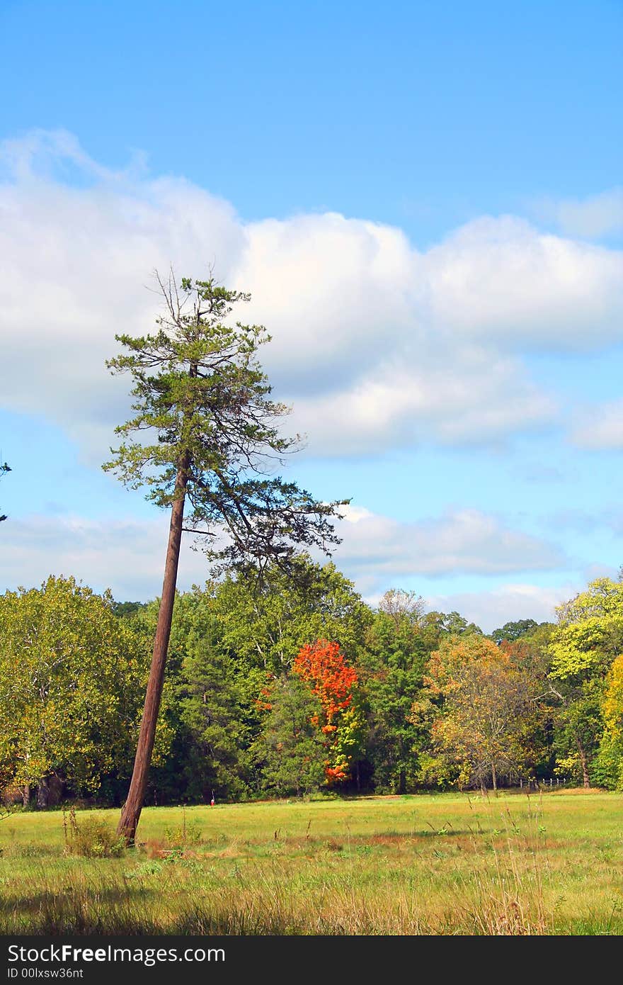 A lone Leaning pine tree in a field