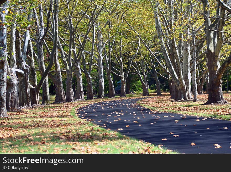 Path lined with Sycamore Trees