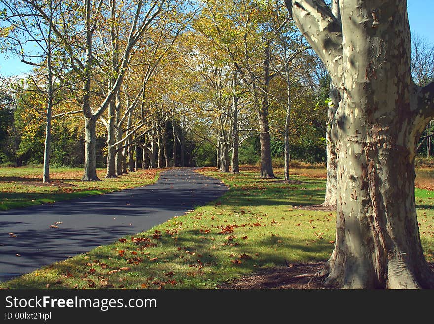 A Path lined with Sycamore Trees in autumn