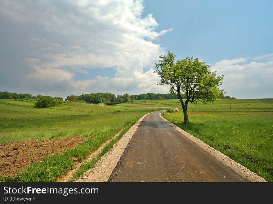 Tree, path and meadow