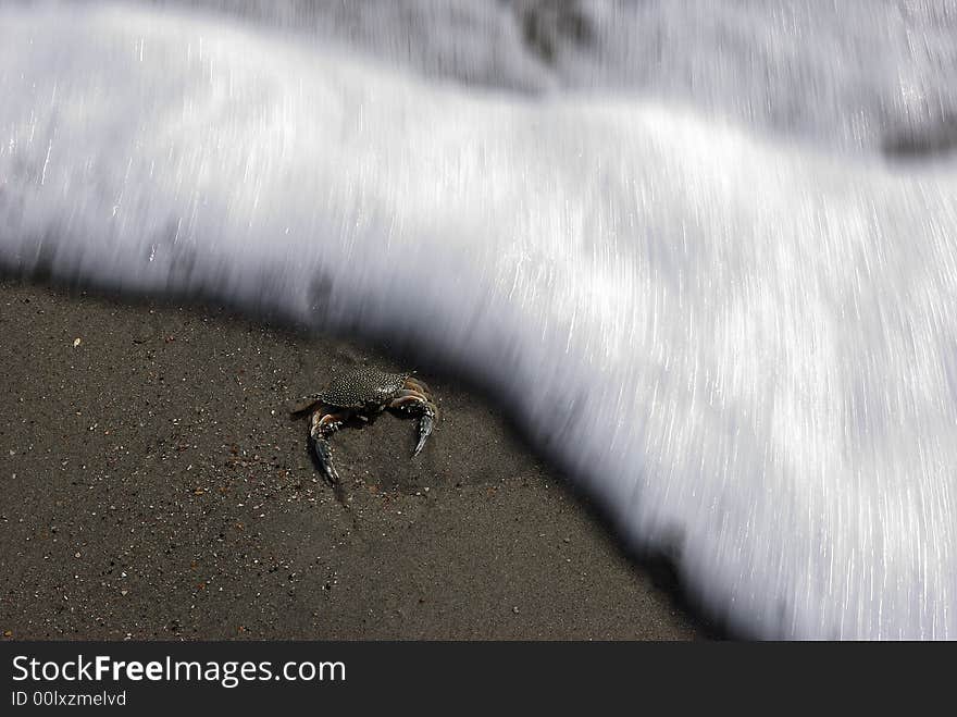 A crab almost being hit by an impending wave. A crab almost being hit by an impending wave.