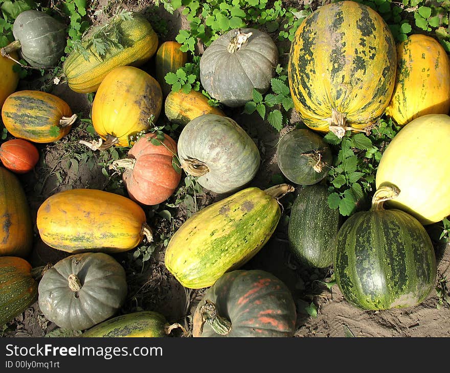 There are yellow and orange pumpkins and zucchini on the ground