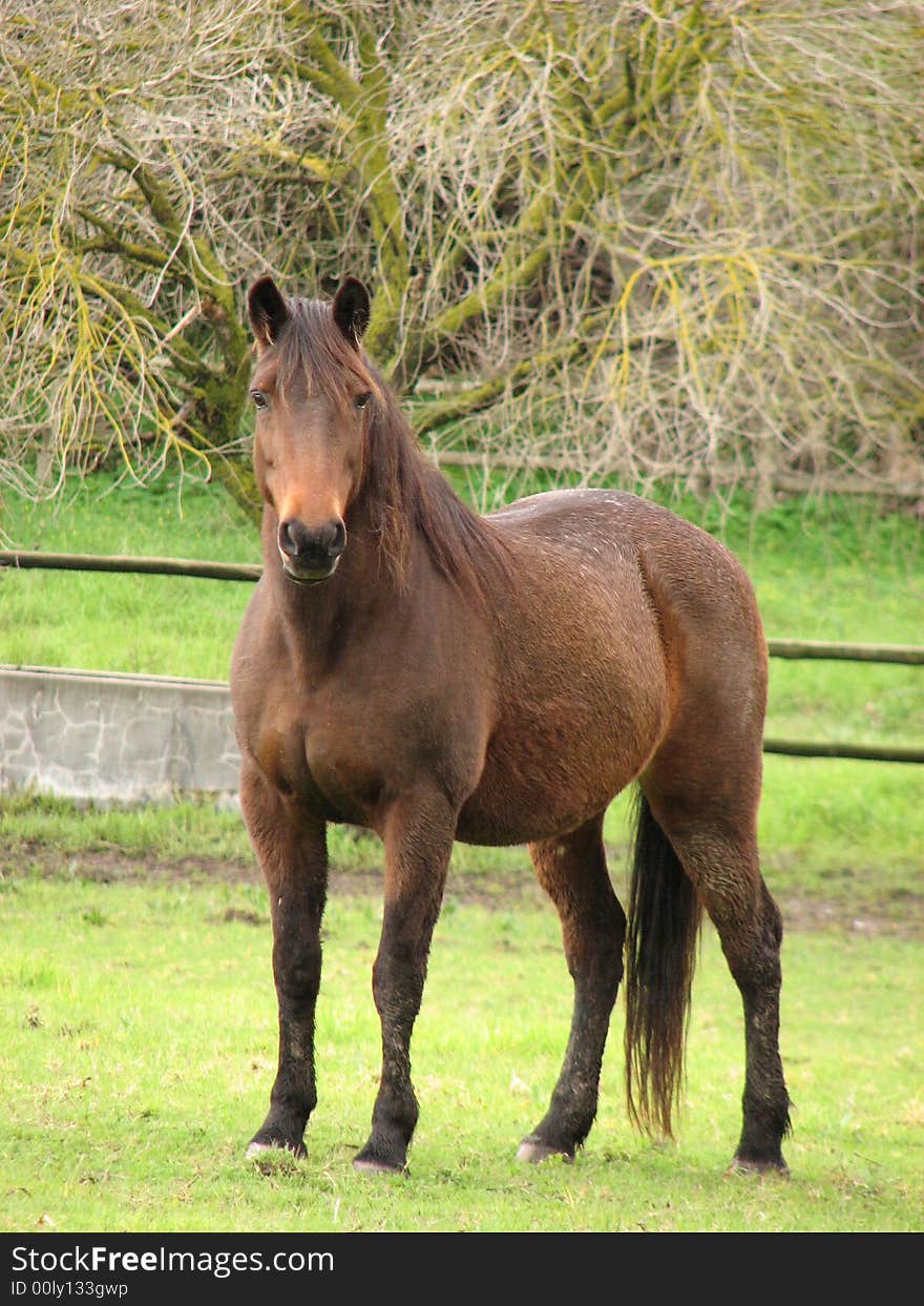 Horse in field - Stellenbosh, South Africa. Horse in field - Stellenbosh, South Africa