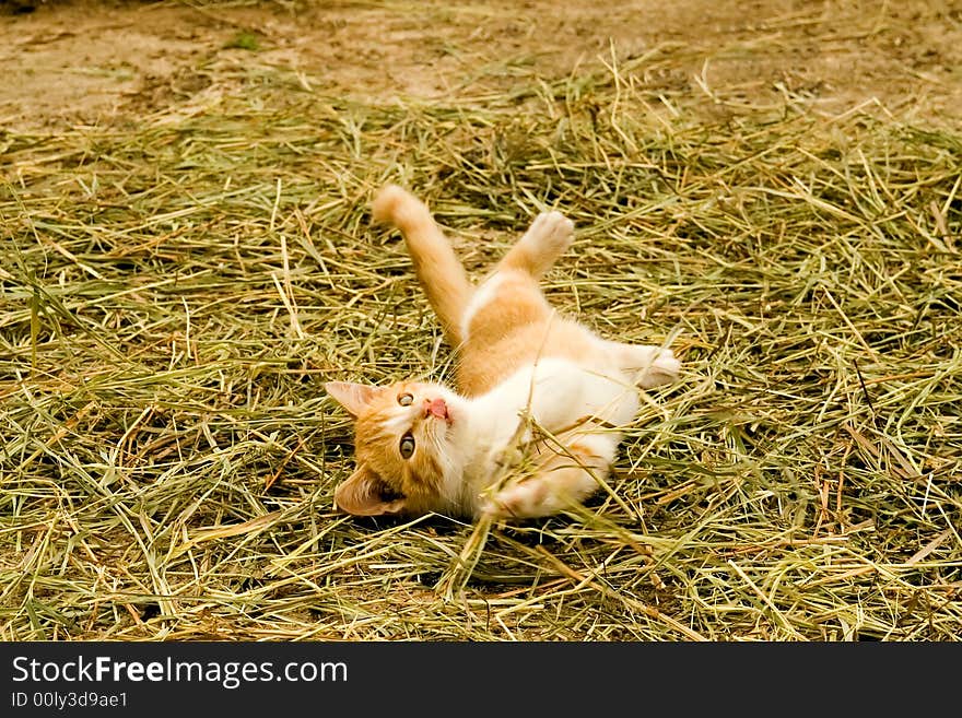 A playful, fiesty farm kitten. A playful, fiesty farm kitten