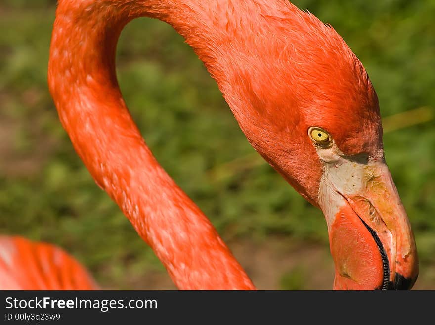 Close-up of the head of a pink flamingo