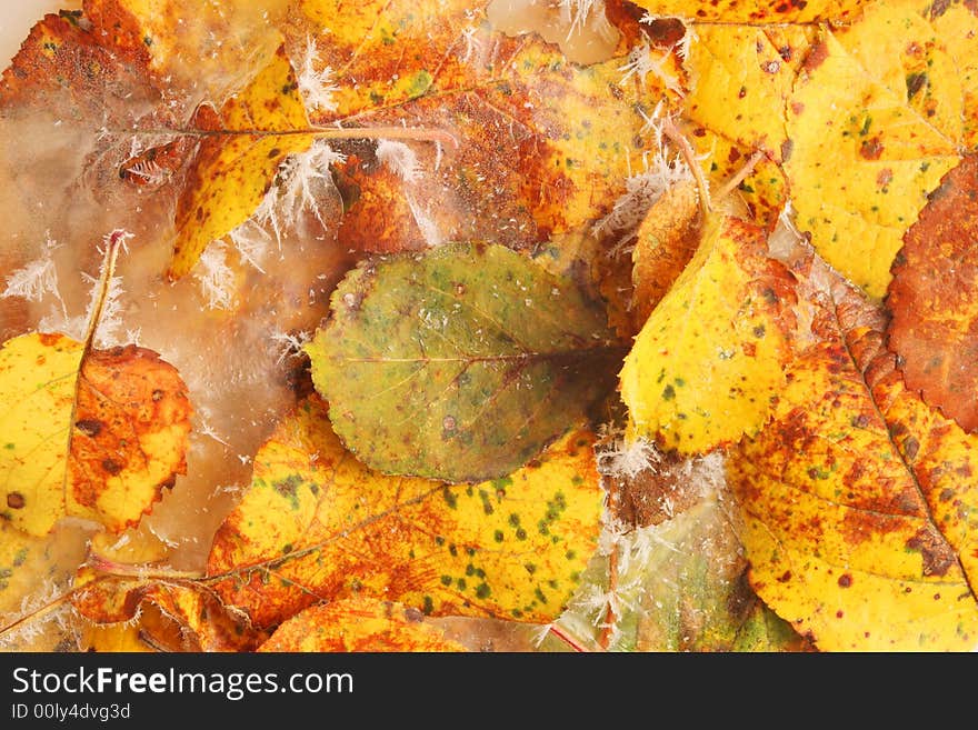 Frosted yellow Fall leaves with ice crystals