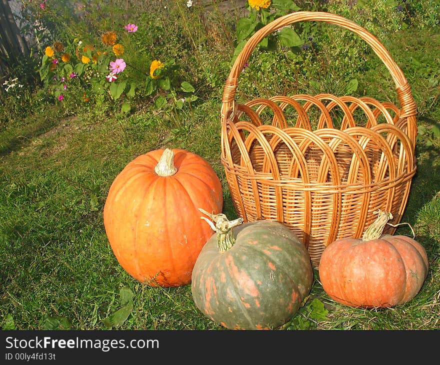 There are three pumpkins and a yellow basket on the grass. There are three pumpkins and a yellow basket on the grass