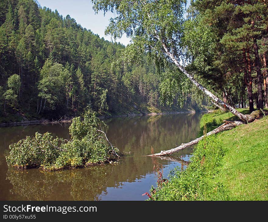 Birch under little river. Summer. Birch under little river. Summer.