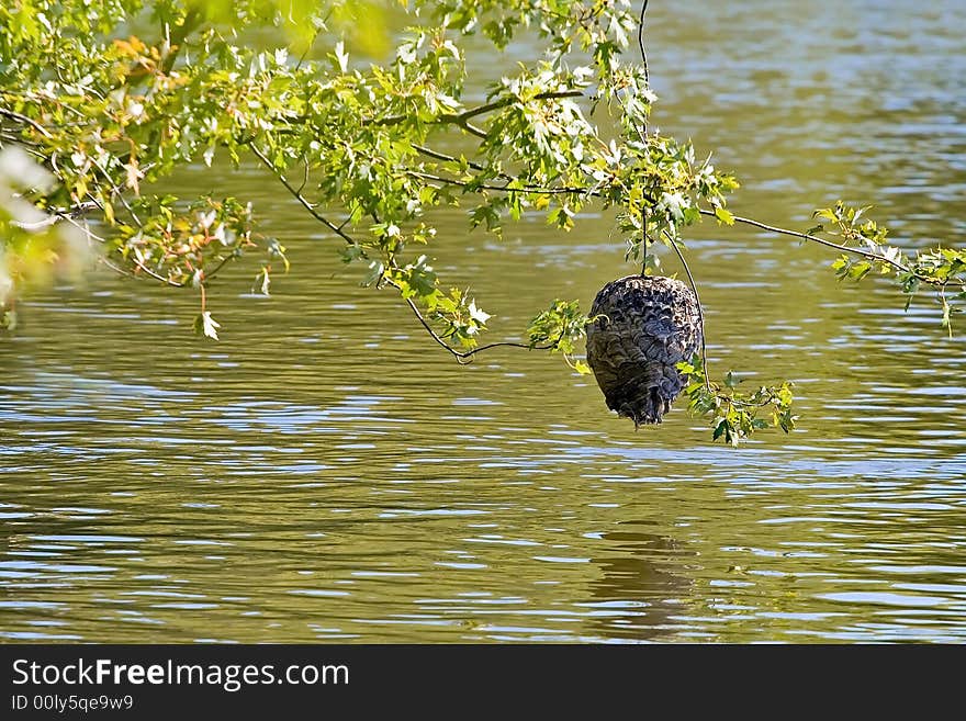 A paper wasp hive hanging on a branch over river