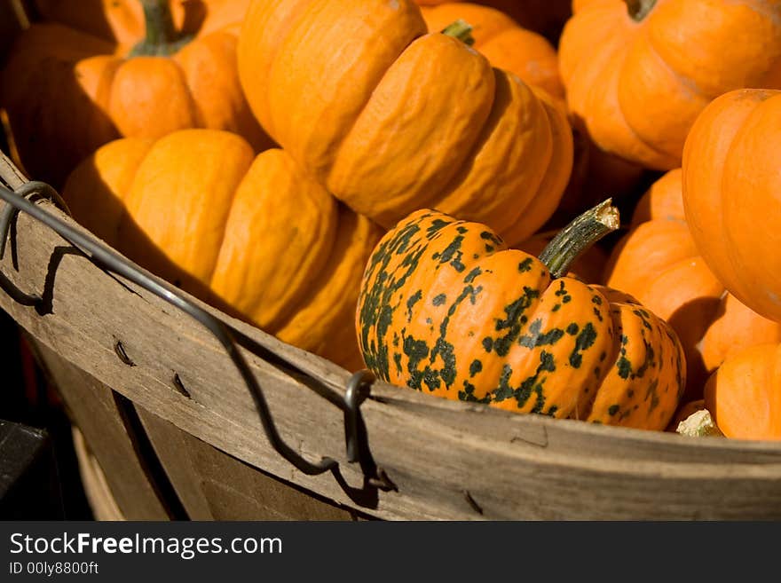 Oddball small pumpkin in basket of alike ones