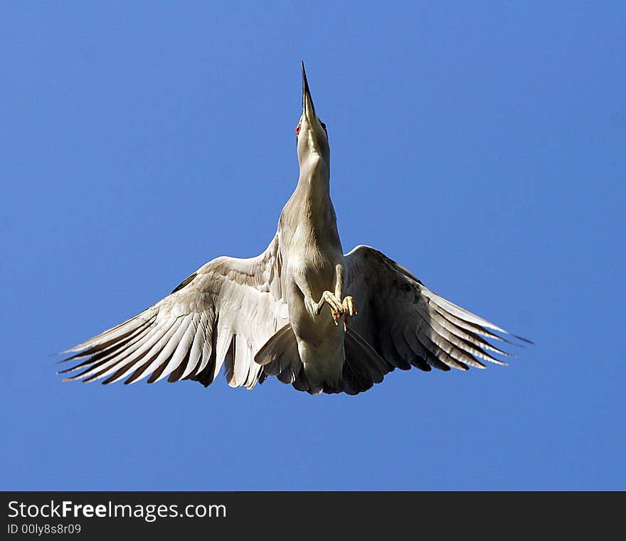 Heron In Flight