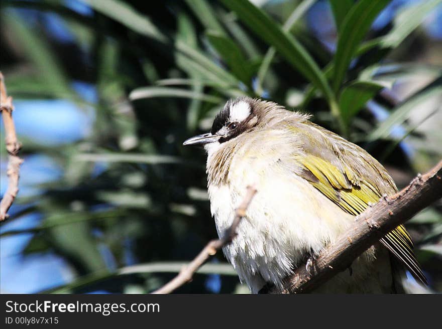 Light-vented Bulbul