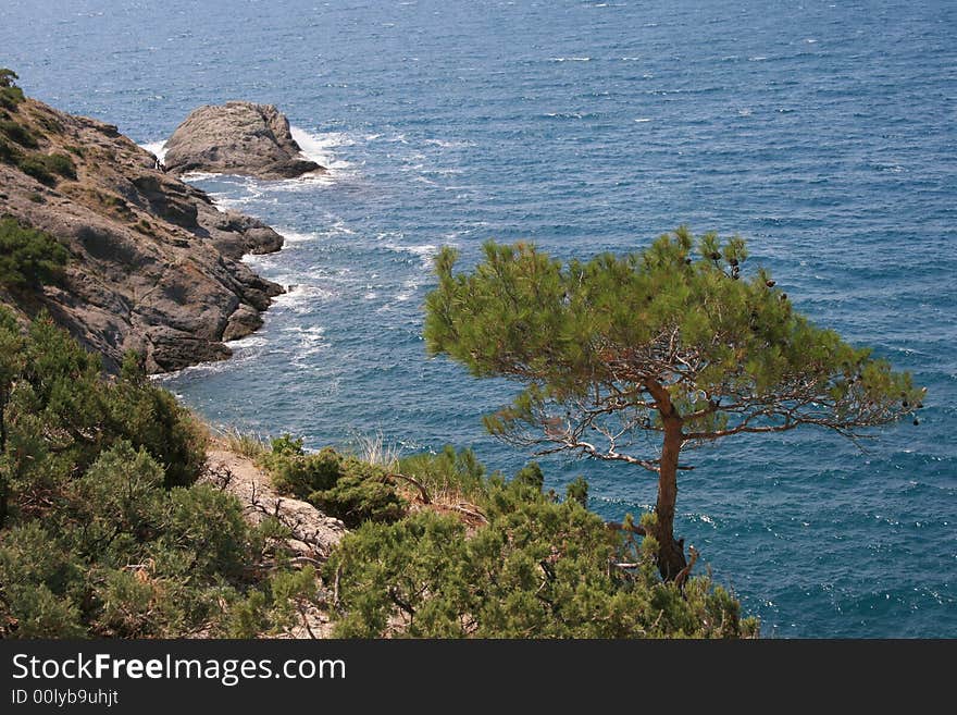 Pine above the Sea