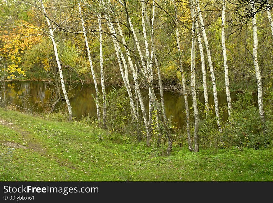 Tree in the autumn on a background of a wood