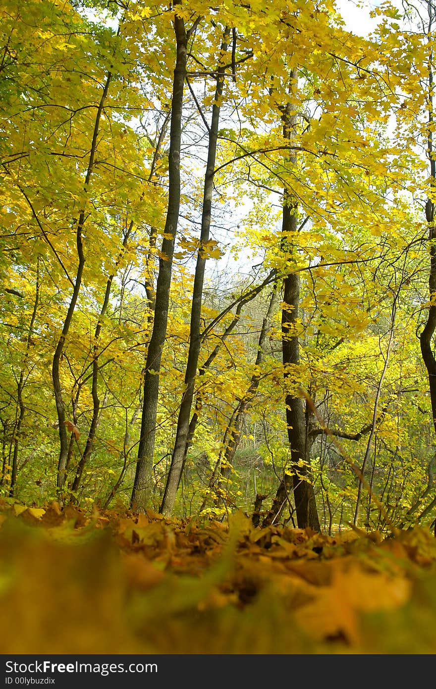 Tree in the autumn on a background of a wood