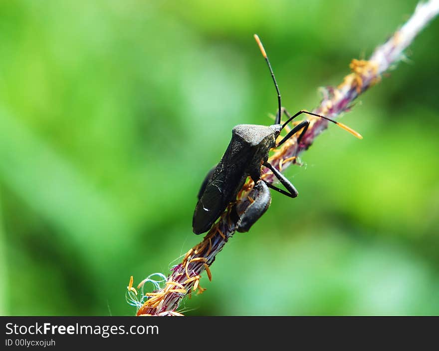 Focus a insect image on the green leaf #. Focus a insect image on the green leaf #