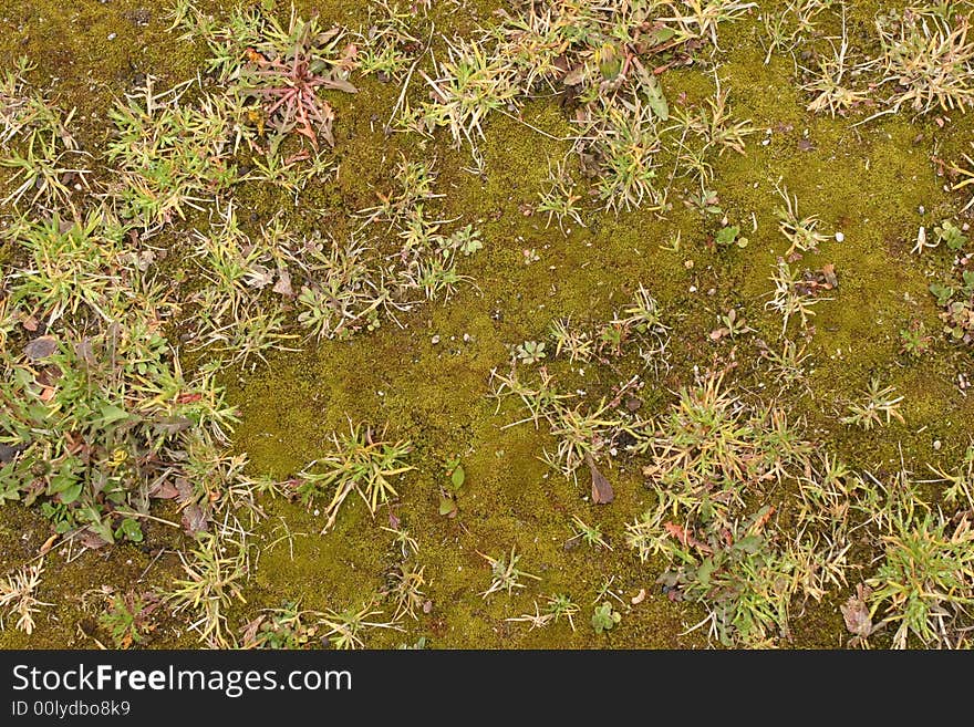 Moss texture