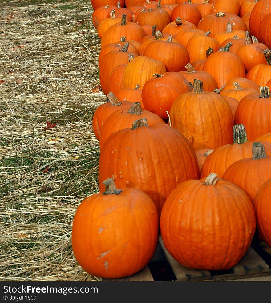 Pumpkins on display at a farmer's market. Pumpkins on display at a farmer's market