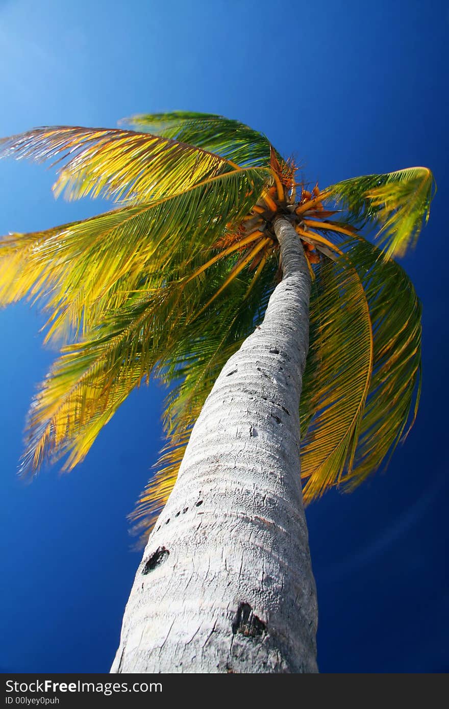 Caribic palm tree