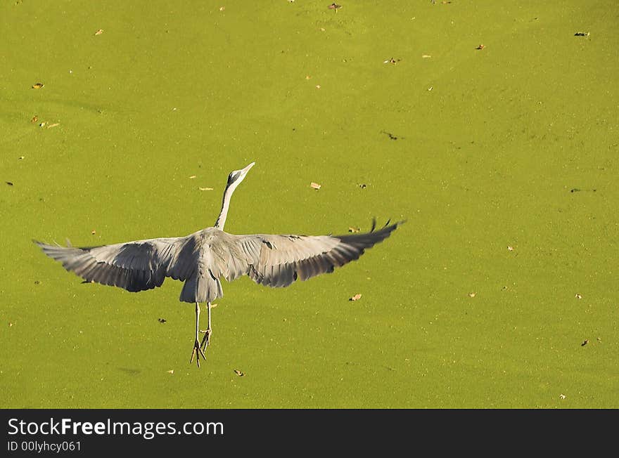 Heron Flying