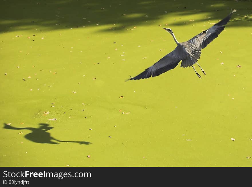 Heron flying