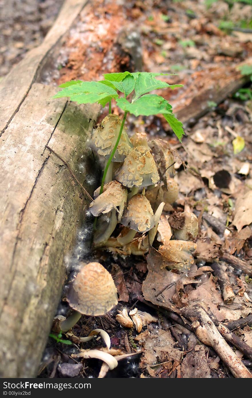 Mushrooms growing on the forest floor under green leaves. Mushrooms growing on the forest floor under green leaves