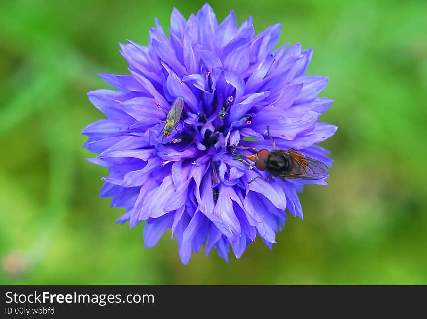 Insects on blue flower - blur background