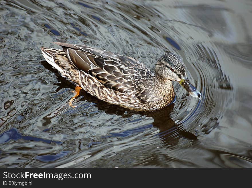 Wild duck swimming in river.