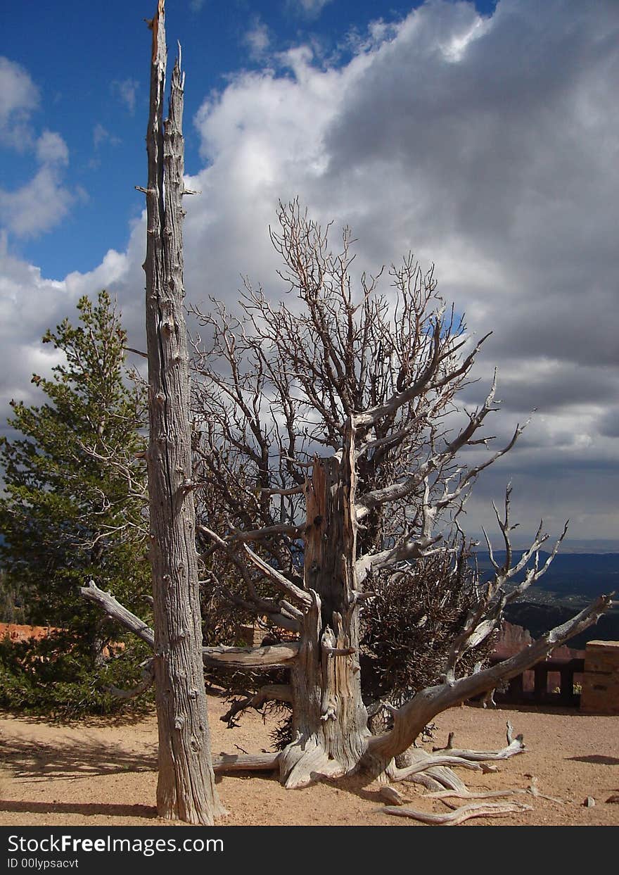 Bristlecone Pines are the oldest living trees on the planet. The picture taken in Bryce Canyon National Park