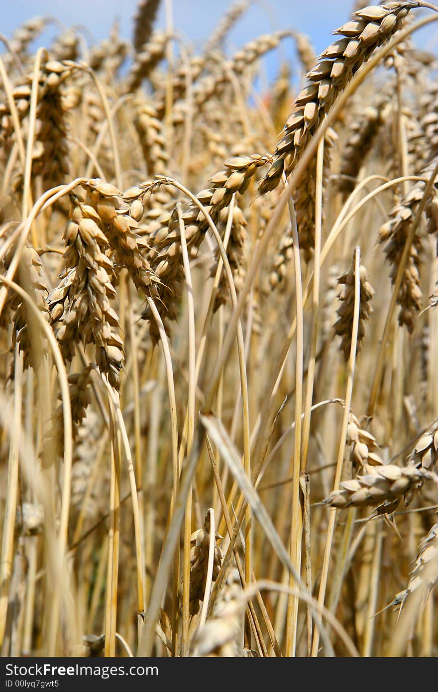 Wheat field