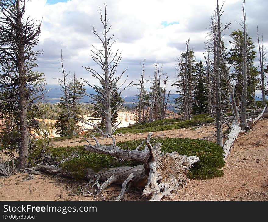 Bristlecone Pines can be found in Bryce Canyon National Park