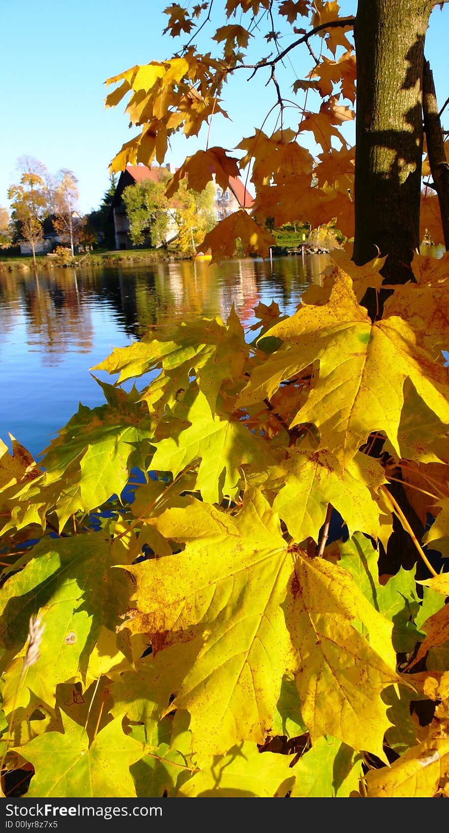 Beautiful yallow maple leafage in the nice autumn sunny day. Beautiful yallow maple leafage in the nice autumn sunny day