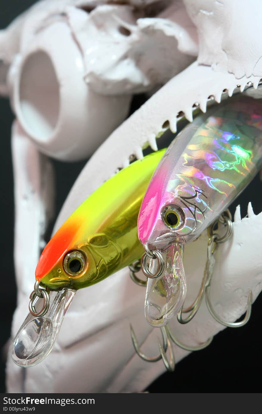 Fishing lures in a fish skull. Fishing lures in a fish skull.