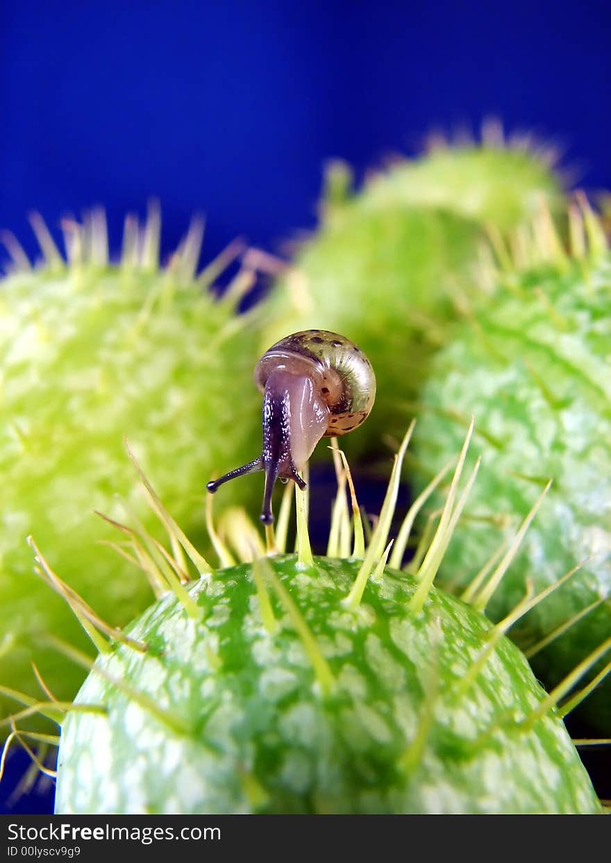 Snail on prickly plant