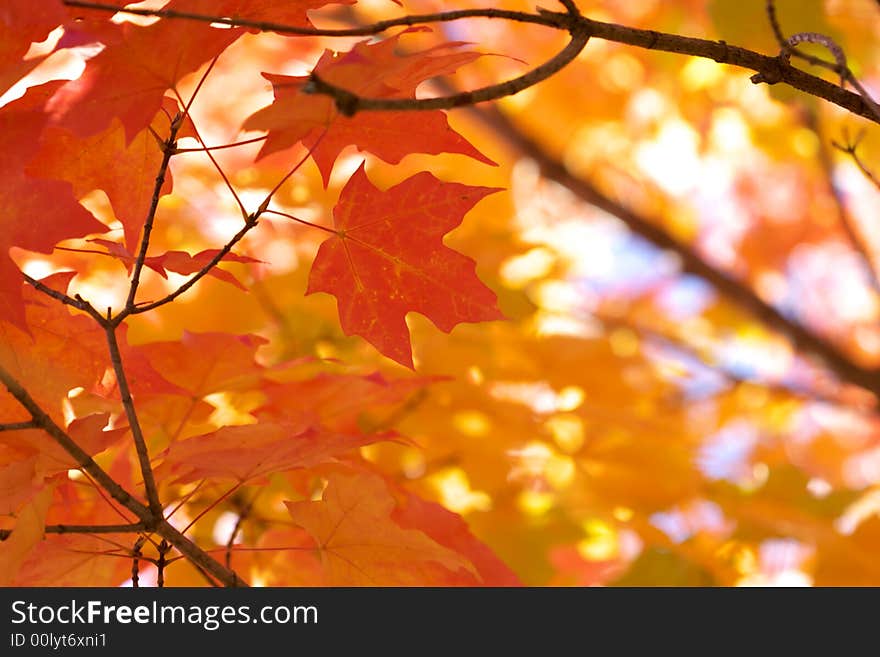 Red maple leaves on green yellow bright blurry background